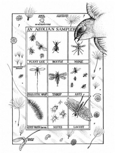 The Airborne Bestiary